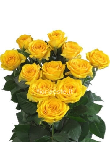Rose colore giallo da comporre in mazzo per numero di steli.