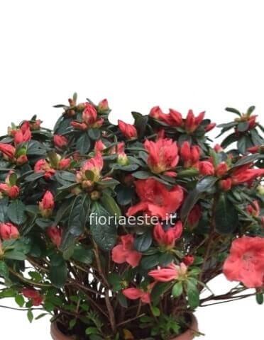 Mazzo di rose rosse » Fiori a Este, Ospedaletto Euganeo, Monselice. Invio  fiori e piante a domicilio da fiorista di Este.