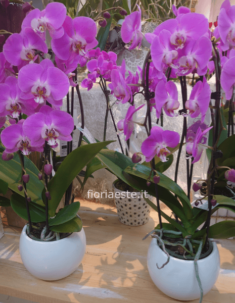 Pianta di Phaleonopsis, diversi colori a richiesta.