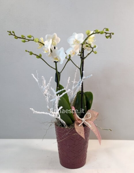 Phalenopsis con vaso ceramica