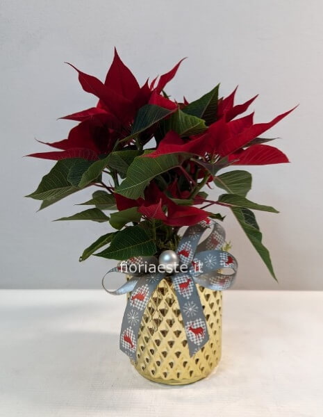 Stella di Natale piccola con vaso ceramica