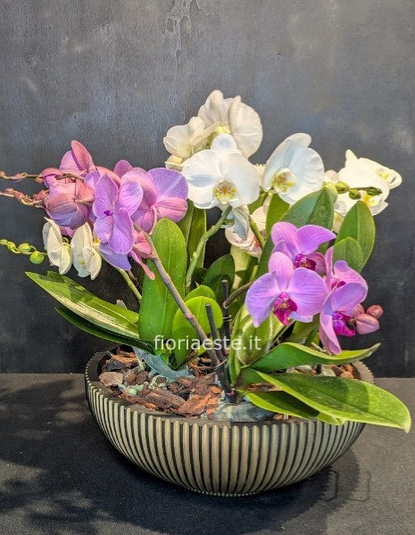 Ciotola gigante di orchidee
